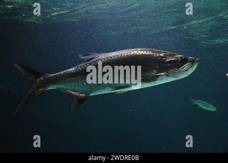 Belle mégalops atlanticus nageant dans l'aquarium. Banque D'Images