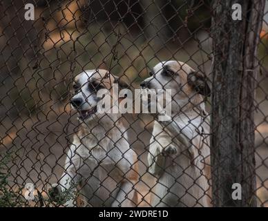 Les deux chiens ludiques à la bouche grande ouverte profitent de leur temps ensemble derrière une clôture Banque D'Images