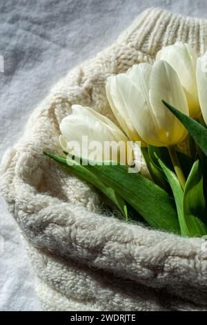 Bouquet de tulipes blanches enveloppé dans un pull tricoté blanc. Banque D'Images