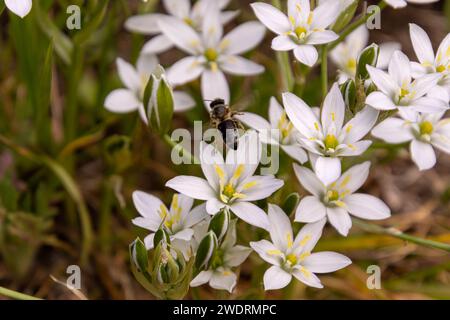 Macro d'une abeille de miel assis sur un Ornithogalum umbellatum - jardin étoile-de-Bethléem fleur Banque D'Images