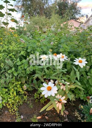 La menthe et les zinnias attirent les pollinisateurs dans un jardin végétarien Banque D'Images