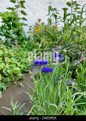 Bachelor bouton Cornflower closeup dans un jardin végétarien cottage Banque D'Images