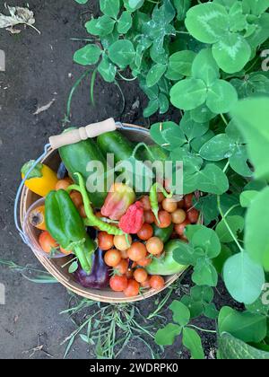 Un panier rempli d'un arc-en-ciel de légumes se trouve dans un endroit frais de jardin Banque D'Images