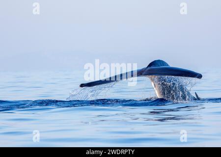 Baleine nageante se préparant à plonger Banque D'Images