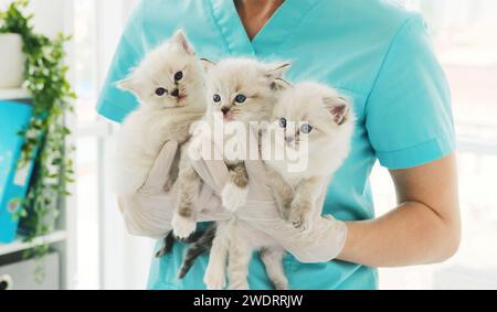 Trois chatons dans les mains du vétérinaire en clinique. Chaton moelleux pour animaux de compagnie de race pure avec médecin vétérinaire à l'hôpital pour les animaux Banque D'Images