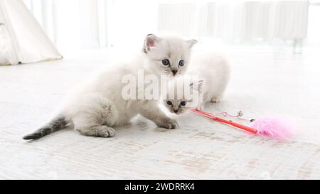 Fluffy Ragdoll Kittens at Home Together. Deux chats Kitty de race pure à l'intérieur dans Light Room Banque D'Images