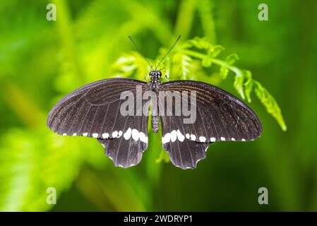 Mormon commun sur une plante verte en milieu naturel. Papillon noir et blanc. Gros plan insecte. Papilio polytes. Banque D'Images
