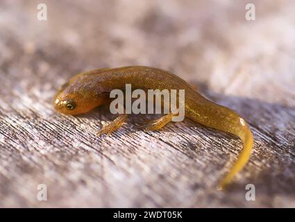 Triton vittatus (Ommatotriton vittatus) Banque D'Images