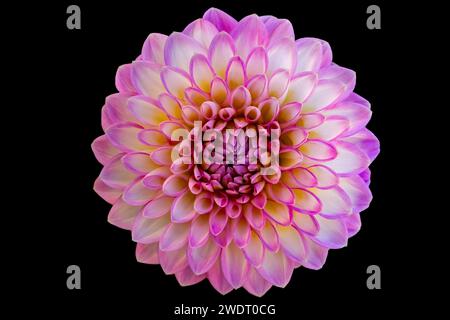 Rose boule blanche Arbatax Dahlia Flower Bellevue Washington Banque D'Images