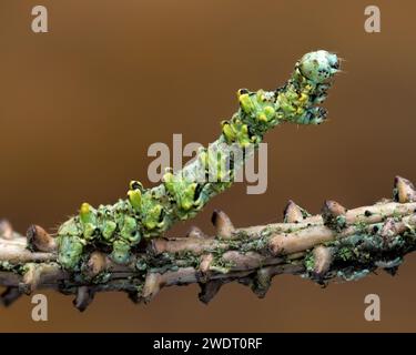 Hivernage de Brussels Lace Moth caterpillar (Cleorodes lichenaria) sur brindille. Tipperary, Irlande Banque D'Images