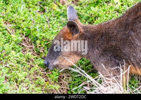 Wallaby des marais (Wallabia bicolor), un petit marsupial macropode de l'est de l'Australie Banque D'Images