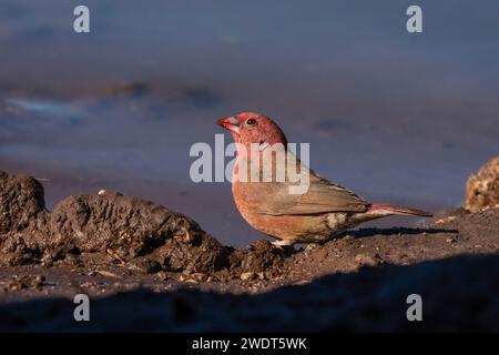 Sénégal Firefinch (Lagonosticta senegala), Réserve de chasse de Mashatu, Botswana, Afrique Banque D'Images