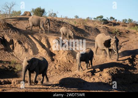Éléphants d'Afrique (Loxodonta africana), Réserve faunique de Mashatu, Botswana, Afrique Banque D'Images