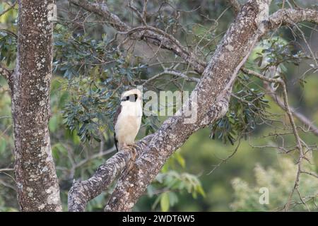 Faucon riant (Herpetotheres cachinnans), parc national de Serra da Canastra, Minas Gerais, Brésil, Amérique du Sud Banque D'Images