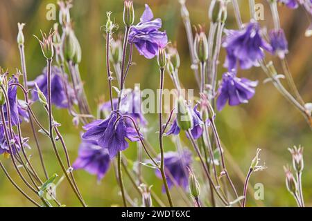 La Colombine commune (Aquilegia vulgaris) en fleur sur les landes en été, Little Haldon, près de Teignmouth, Devon, Angleterre, Royaume-Uni, Europe Banque D'Images