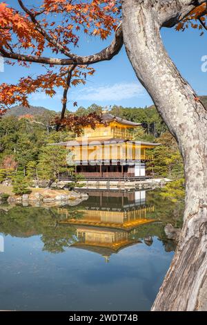 Temple du pavillon d'or Kinkaku-ji reflété dans un étang en automne et encadré par un arbre, site du patrimoine mondial de l'UNESCO, Kyoto, Honshu, Japon, Asie Banque D'Images