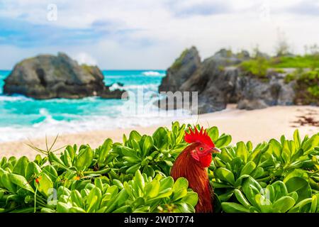 Coq sauvage à Warwick long Bay Beach, rive sud, Bermudes, Atlantique, Amérique du Nord Banque D'Images