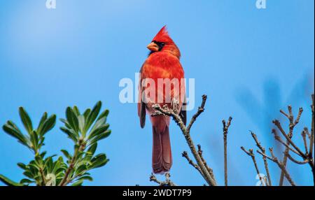 Cardinal du Nord mâle (Cardinalis cardinalis), oiseau chansonnier de taille moyenne commun dans l'est de l'Amérique du Nord, aux Bermudes, dans l'Atlantique et en Amérique du Nord Banque D'Images