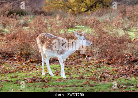 Cerfs de jachère à Knole Park, près de Sevenoaks, Kent, Angleterre, Royaume-Uni, Europe Banque D'Images