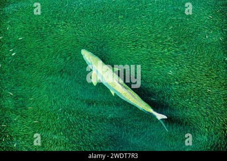 Tarpon (mégalops Atlanticus) chasse les alevins dans Bailey's Bay, Bermudes, Atlantique, Amérique du Nord Banque D'Images