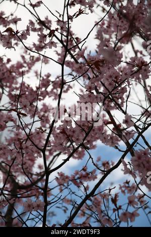 photo capturant l'essence des cerisiers en fleurs. La vue à angle bas met en valeur les fleurs délicates sur un arbre, créant une scène tranquille de gens, arbre Banque D'Images