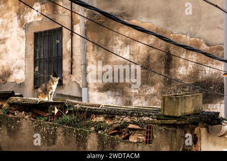 Beau chat sur le toit d'une maison abandonnée en Espagne Banque D'Images