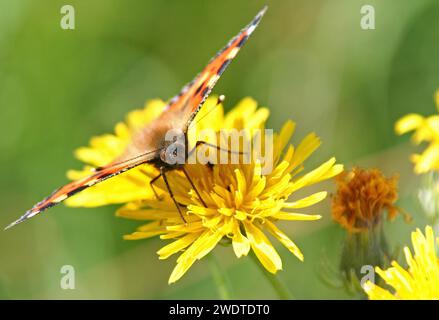 Petit Torroiseshell sur Meadow Goats-Beard Banque D'Images