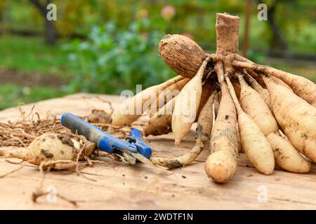 Diviser les dahlias. Bouquet fraîchement soulevé et lavé de tubercules de dahlia en cours de division. Banque D'Images