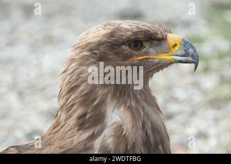 Aigle des steppes Banque D'Images