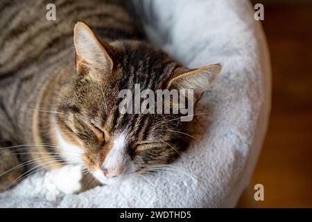 Mignon chat Tabby endormi sur le lit de chat. Shaun Fellows / Alamy Banque D'Images