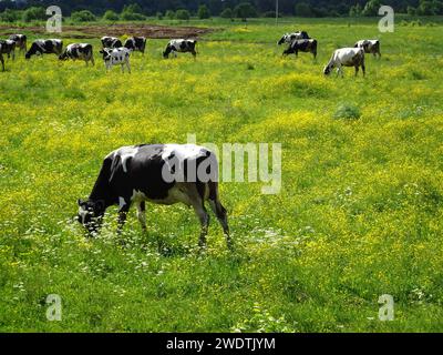 Une vache sur un pâturage vert un jour de printemps ensoleillé. Pâturage des vaches dans une ferme laitière. Bovins. Agriculture irlandaise, paysage agricole. Élevage. Il Banque D'Images