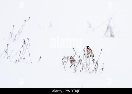 Beau Goldfinch, Carduelis carduelis, se nourrissant des graines d'une plante sauvage, couverte de neige et de gel en hiver. Banque D'Images
