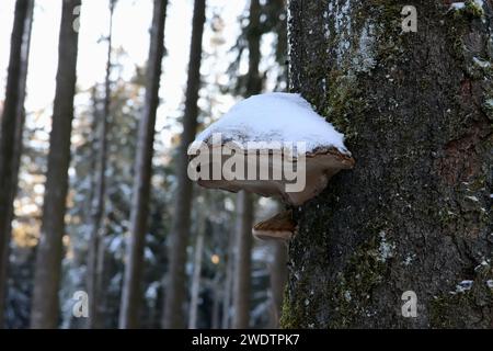 Un champignon enneigé orne un arbre hivernal Banque D'Images