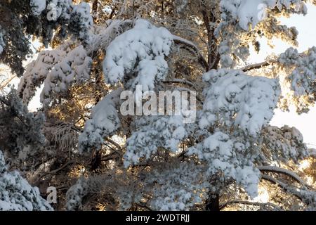 Arbres enneigés dans un paysage hivernal Banque D'Images