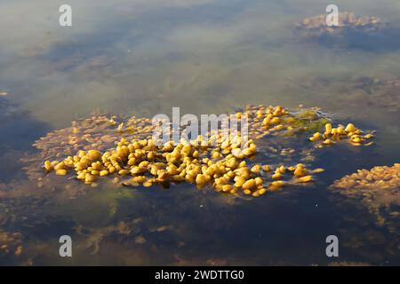 Fucus vesiculosus, connu sous les noms communs bladderwrack, tang noir, rocweed, raisins de mer, fucus vésical, chêne de mer, herbe coupée, teinturiers fucus, fucus rouge Banque D'Images