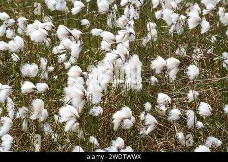 Herbe de coton commune (Eriophorum angustifolium), groupe soufflant dans le vent Banque D'Images