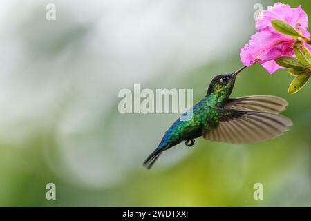 Le colibri à gorge enflammée suce le nectar des fleurs au Costa Rica. Avec mouvement dans ses ailes et fond vert flou. Banque D'Images