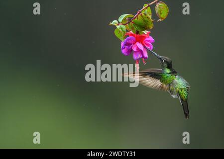 Le colibri à gorge enflammée suce le nectar des fleurs au Costa Rica. Avec mouvement dans ses ailes et fond vert flou. Banque D'Images