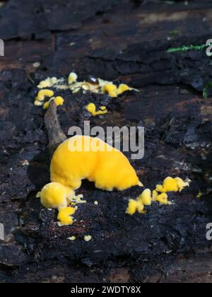 Pycnoporellus fulgens, jeune champignon de bracket poussant sur le bouleau en Finlande, pas de nom anglais commun Banque D'Images