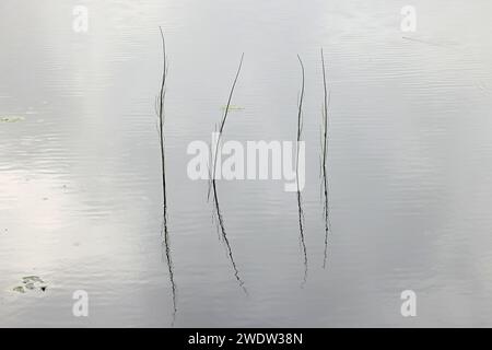 Prêle d'eau, Equisetum fluviatile, également connue sous le nom de prêle de marais, plante vasculaire sauvage de Finlande Banque D'Images