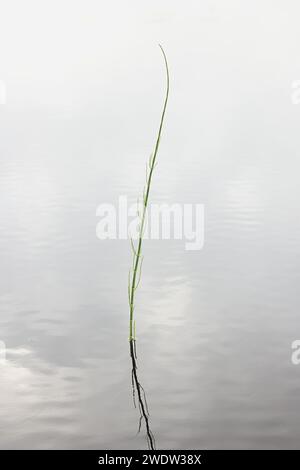 Prêle d'eau, Equisetum fluviatile, également connue sous le nom de prêle de marais, plante vasculaire sauvage de Finlande Banque D'Images