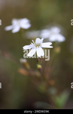 Rock Campion, Atocion rupestris, aussi appelé Silene rupestre, plante à fleurs sauvage de Finlande Banque D'Images