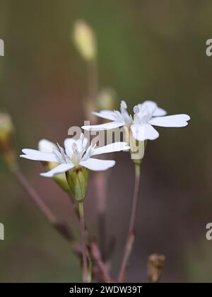 Rock Campion, Atocion rupestris, aussi appelé Silene rupestre, plante à fleurs sauvage de Finlande Banque D'Images