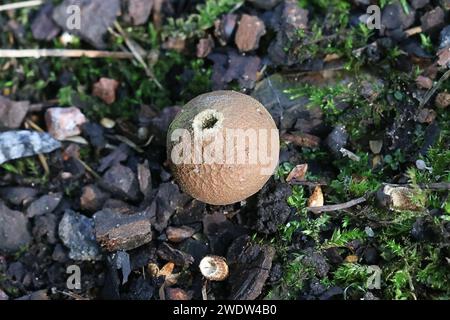 Lycoperdon pyriforme, connue comme la vesse en forme de poire ou des souches de champignons sauvages, vesse-de Finlande Banque D'Images