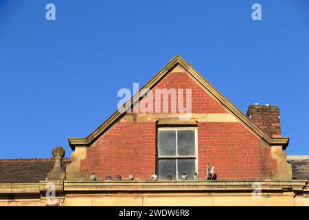 Bâtiment en brique rouge pignon avec fenêtre mansardée, pigeons sur le rebord et ciel bleu clair, soleil éclatant dans le centre-ville d'enterrement dans le lancashire royaume-uni Banque D'Images