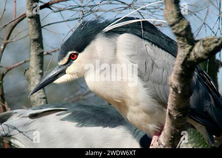 Bihoreau Banque D'Images