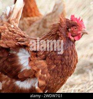 Une poule Banque D'Images