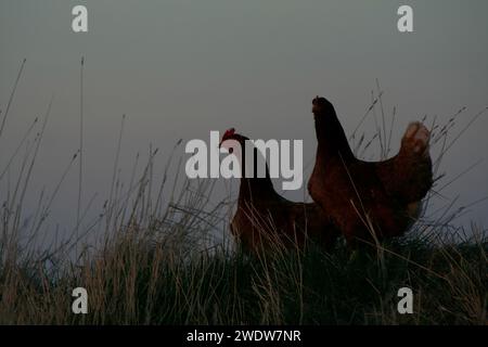 Poules Banque D'Images