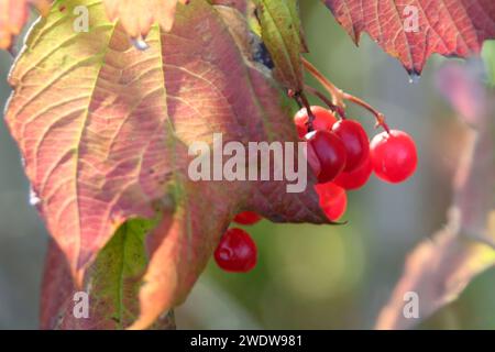 Goelder Rose Berries Banque D'Images