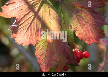 Goelder Rose Berries Banque D'Images